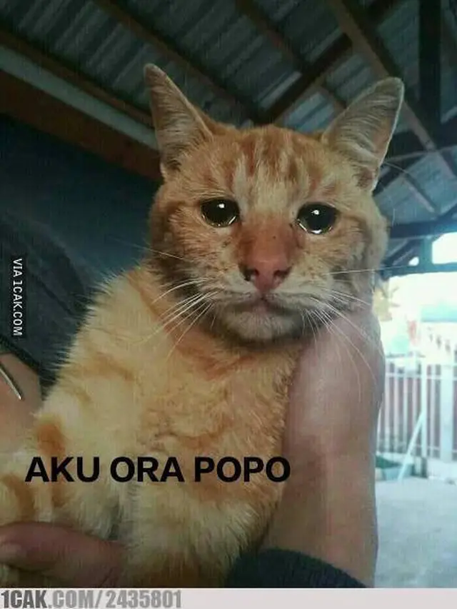 6 Foto Lucu Kucing saat Galau Banyak Pikiran Ini Bikin Gemas