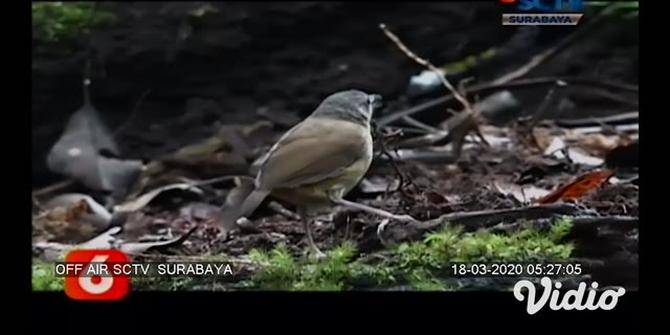 VIDEO: Berburu Langsung Burung Liar Endemik Lereng Ijen dalam Seni Fotografi