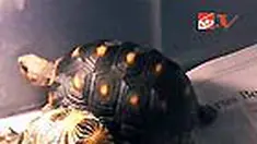 liputan6