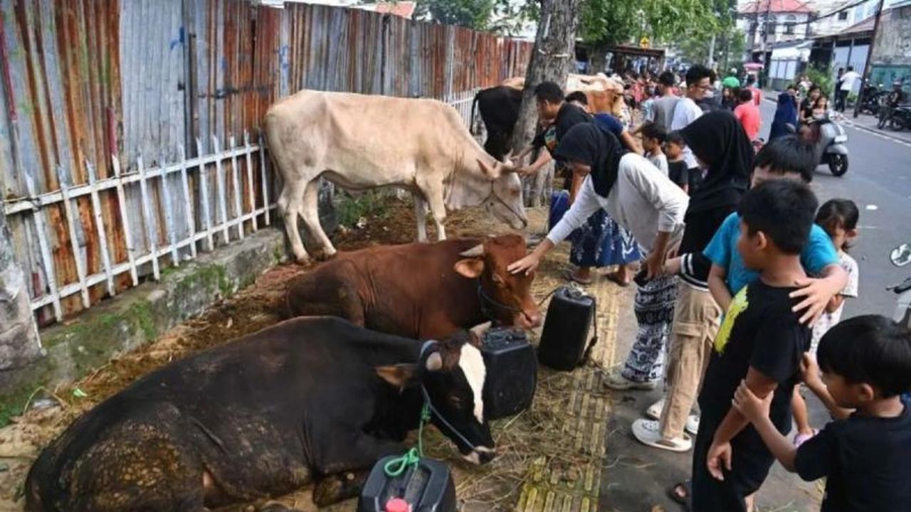 KPKP DKI Berikan Tips Memilih Hewan Kurban Sehat dan Sesuai Syariat Jelang Idul Adha