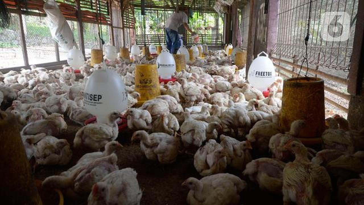 Pembangunan Awal Peternakan Ayam Nasional Dijadwalkan Akhir Januari 2026