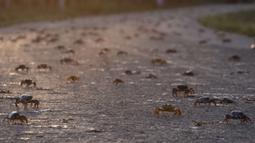Ribuan kepiting menyeberang jalan setelah bertelur di laut, Giron, Kuba, 9 April 2022. Migrasi kepiting tahunan menyebabkan kekhawatiran bagi pengemudi dan mengganggu penduduk, tetapi menarik perhatian wisatawan. (AP Photo/Ramon Espinosa)