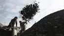 Sejumlah buruh Afghanistan bekerja di pasar arang di pinggiran Kabul, Afghanistan (18/12/2019). Di musim dingin, harga kayu dan arang naik di antara semua kebutuhan lain untuk warga Afghanistan. (AP Photo / Rahmat Gul)