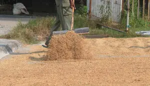 Bulog Serap 3,2 Juta Ton Gabah Petani Setara Beras