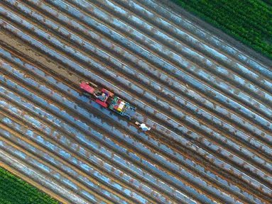 Petani menggunakan traktor menanam kacang tanah di sebuah ladang di Liaocheng, China (19/4). Liaocheng atau dikenal sebagai Kota Air, adalah kota tingkat prefektur di provinsi Shandong barat, China. (AFP Photo/China Out)