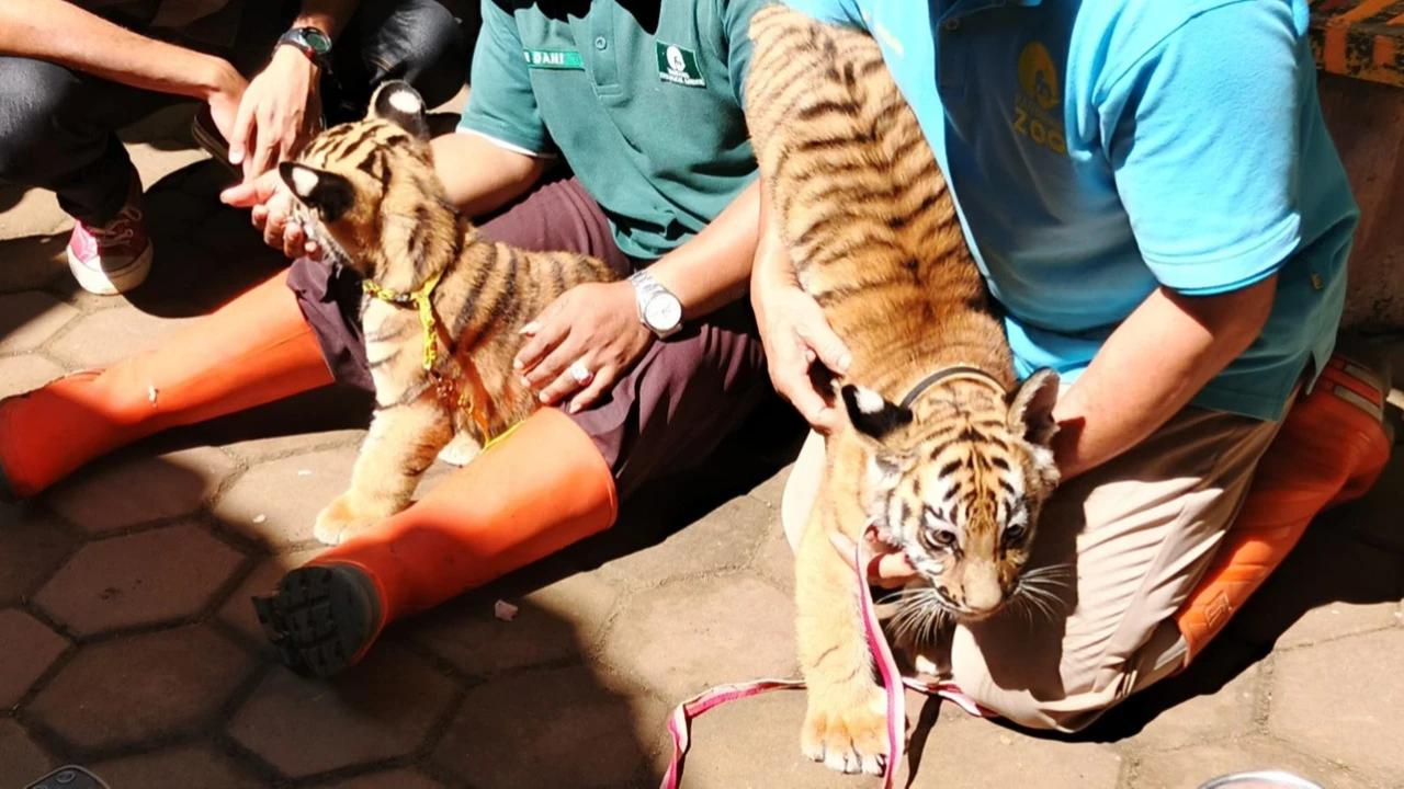 Belasan Bayi Satwa Lahir di Tengah Keterbatasan Operasional Bandung Zoo, Ada Rusa hingga Tapir