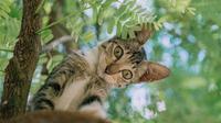 Ilustrasi Kucing. ©2021 Merdeka.com/pexels-fox