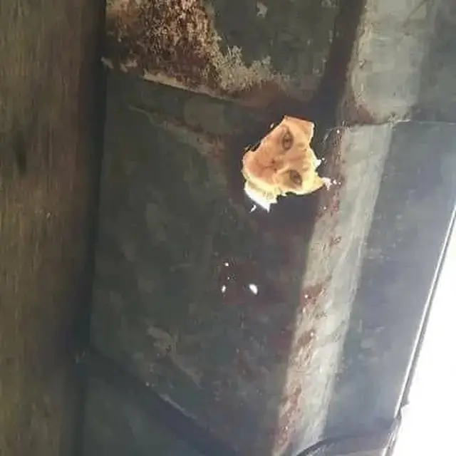 10 Potret Kocak Kucing Lagi Mengintip Ini Terlihat Menggemaskan
