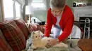 Mary Derr (93) mengambil robot kucing yang dipanggil "Buddy" di rumahnya, South Kingstown di Rhode Island, 1 Desember 2017. Robot kucing pendamping lansia ini dibanderol seharga USD 99.99 atau setara Rp 1,4 juta dengan tiga jenis bulu. (AP/Stephan Savoia)