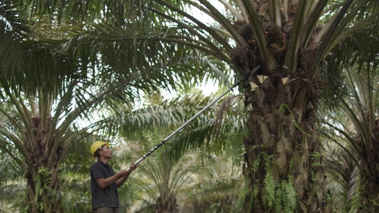 Kementan Perkuat Hilirisasi Sawit, Dorong Nilai Tambah dan Daya Saing Global