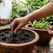 Cara Menanam Ketumbar dari Biji di Rumah, Mudah Tumbuh Meski Hanya Pakai Pot Kecil