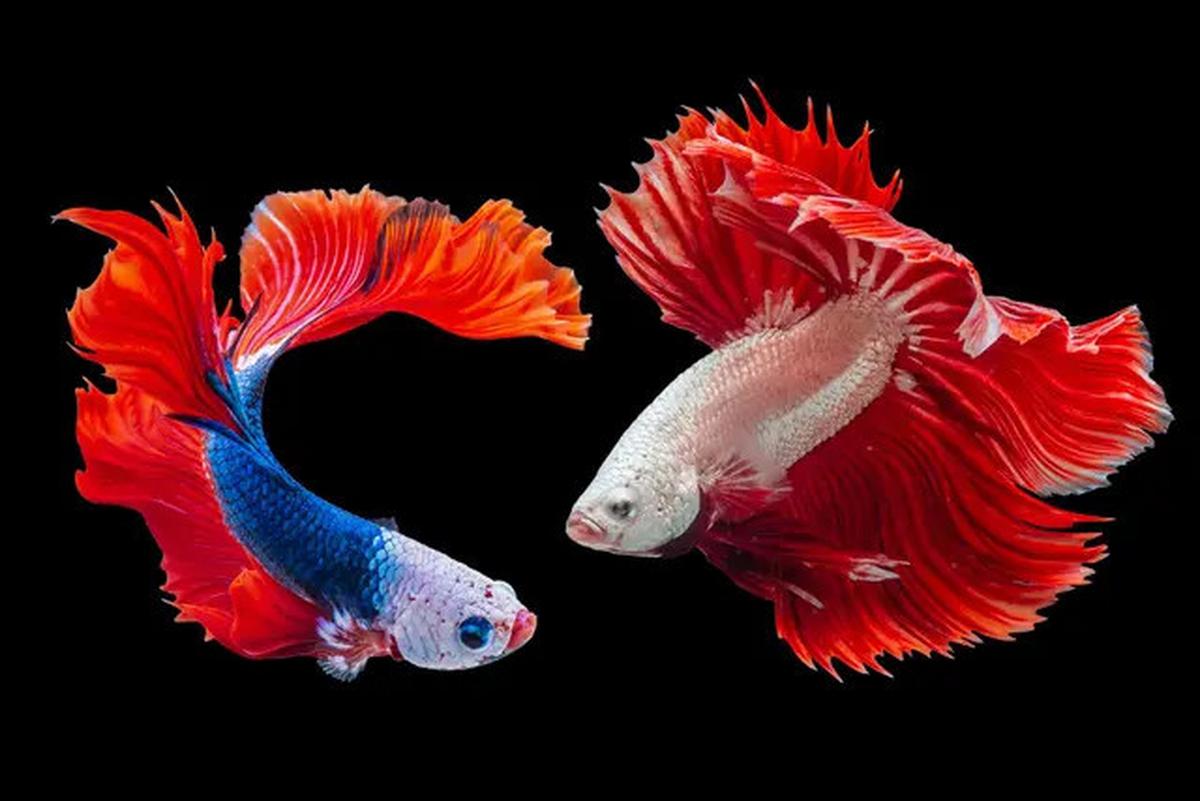 8 Ikan Ini Dipercaya Bawa Keberuntungan dan Rezeki, Cocok Dipelihara di Rumah