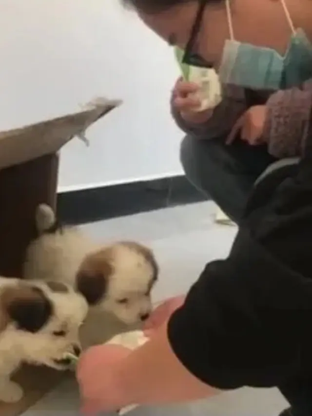 Gemas, Viral Anak Anjing Ganggu Dosen yang Tengah Mengawas ujian