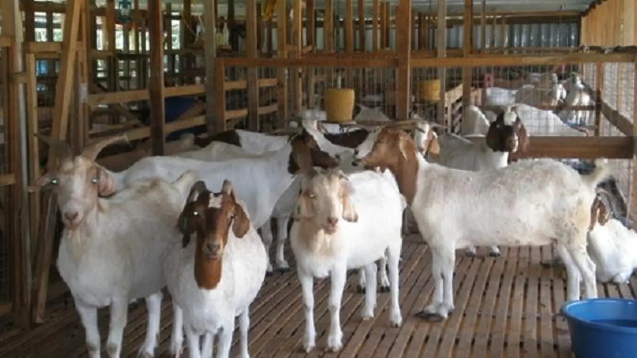 Top 3: Kambing Gunungkidul Mati Misterius, Darahnya Kering