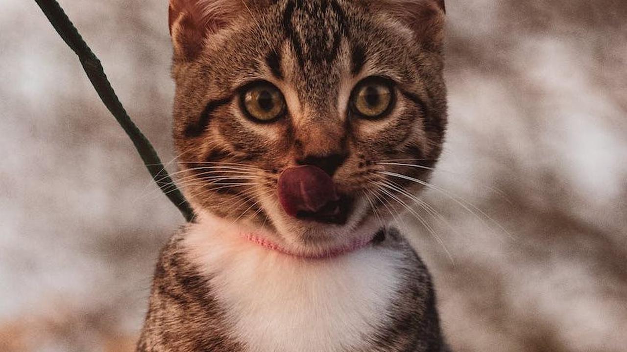Benarkah Kucing Bisa Menemukan Jalan Pulang Setelah Menghilang Lama? Ini Faktanya