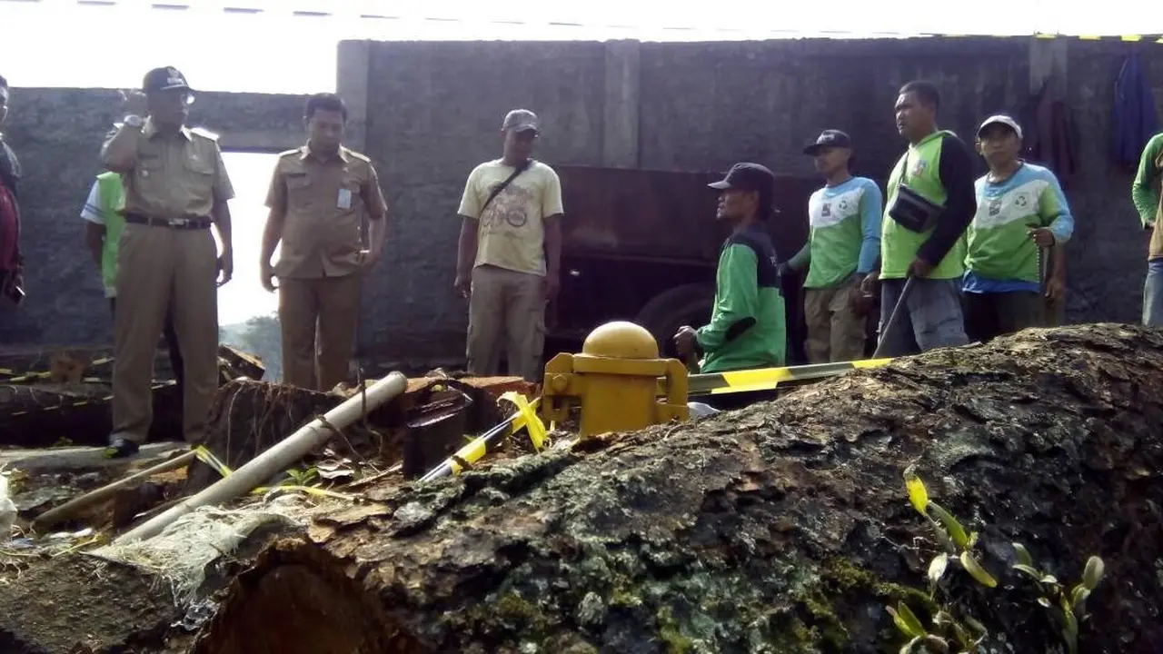 Penebangan Pohon Ilegal di Bogor