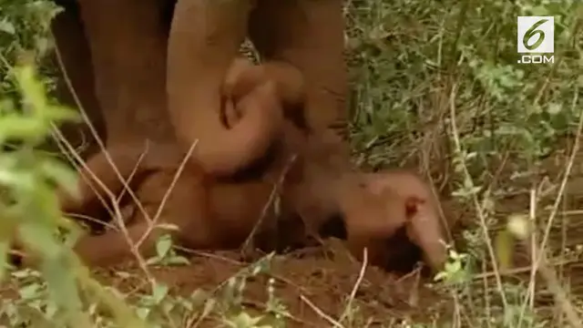 Momen mengharukan yang terjadi di Sakleshpur, India terekam kamera. Dalam video tersebut, terlihat induk  gajah membangunkan anaknya yang telah mati.