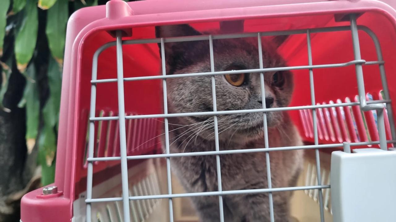 Potret Kucing-Kucing Uya Kuya yang Sudah Dikembalikan Oleh Sherina