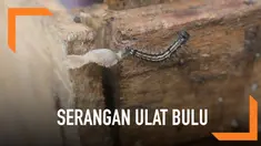 Ribuan ulat bulu menyerang warga Cimanggis, Depok. Efeknya, warga terganggu aktivitas karena ulat masuk hingga ke dalam rumah.
