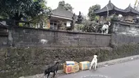 Anjing Bali