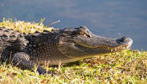 Ilustrasi Buaya/https://unsplash.com/David Cashbaugh