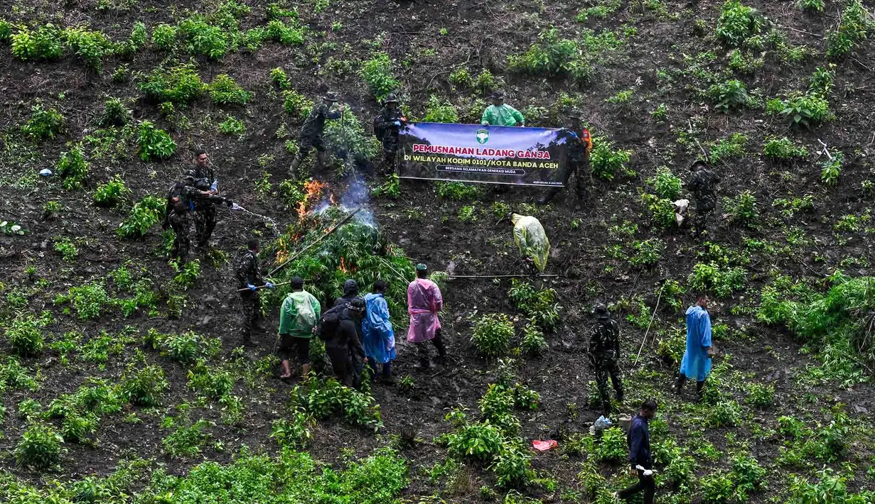 Prajurit Tentara Indonesia  Angkatan Darat memusnahkan tanaman ganja selama selama penggerebekan ladang ganja di Indrapuri, provinsi Aceh, Sabtu (06/07/2026). (AFP/ Chaideer Mahyuddin)
