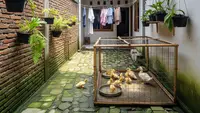 5 Cara Merawat Anak Itik agar Tumbuh Sehat dan Optimal, Panduan untuk Pemula
