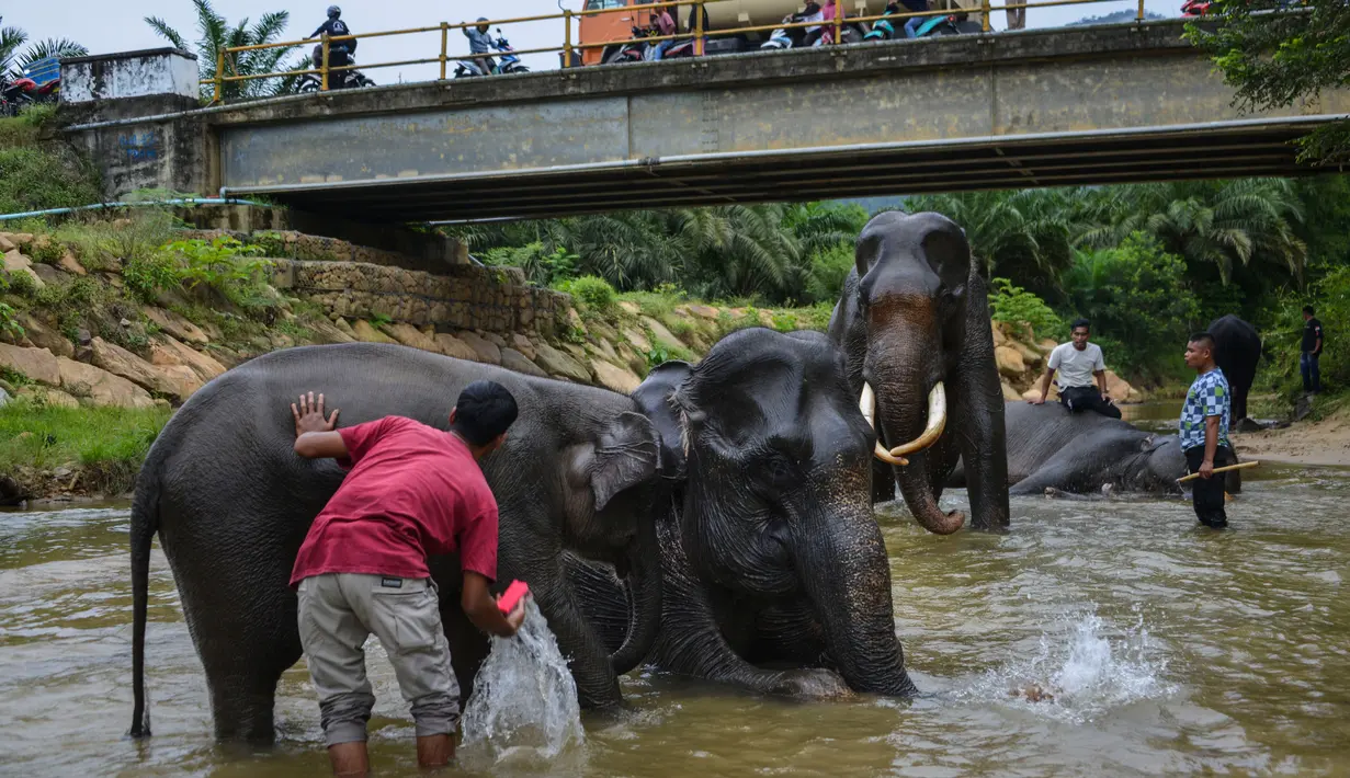 Pawang memandikan gajah Sumatera di sungai di Koridor Satwa Trumon, Kawasan Ekosistem Leuser, Aceh Selatan pada 15 April 2019. Ekosistem Leuser ini merupakan rumah bagi 105 spesies mamalia, 382 spesies burung, dan setidaknya 95 spesies reptil dan amfibi. (CHAIDEER MAHYUDDIN / AFP)