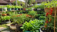 Peluang Usaha Kebun Sayur Mini,  Modal Kecil Tapi Untung Maksimal di Lahan Terbatas
