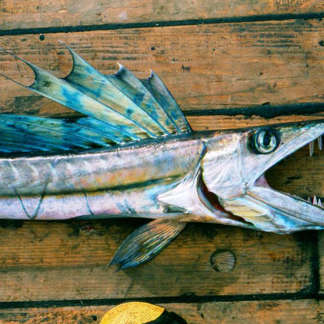 Ikan Kanibal Bergigi Tajam Kagetkan Pengunjung Pantai Global Liputan6 Com