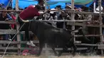 Seorang matador amatir diseruduk banteng dalam Festival Our Lady of the Rosary di Desa Andes Huarina, Bolivia, Senin (3/10/2022). Sekelompok matador amatir melakukan parodi adu banteng Spanyol, tetapi tanpa mengorbankan banteng. (AP Photo/Juan Karita)