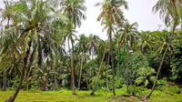 Ilustrasi pohon kelapa. (Photo by Tom Fisk on Pexels)