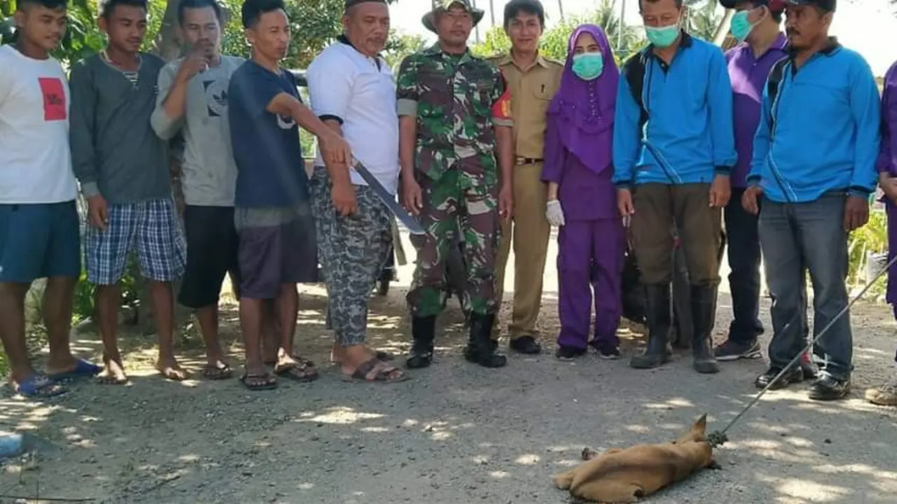 Teror Anjing Gila