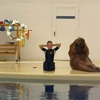 Pintar banget! Anjing laut ini bisa ikuti gerakan olahraga.