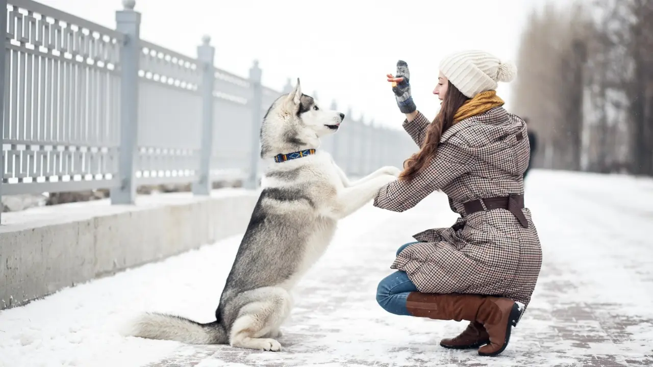 Husky