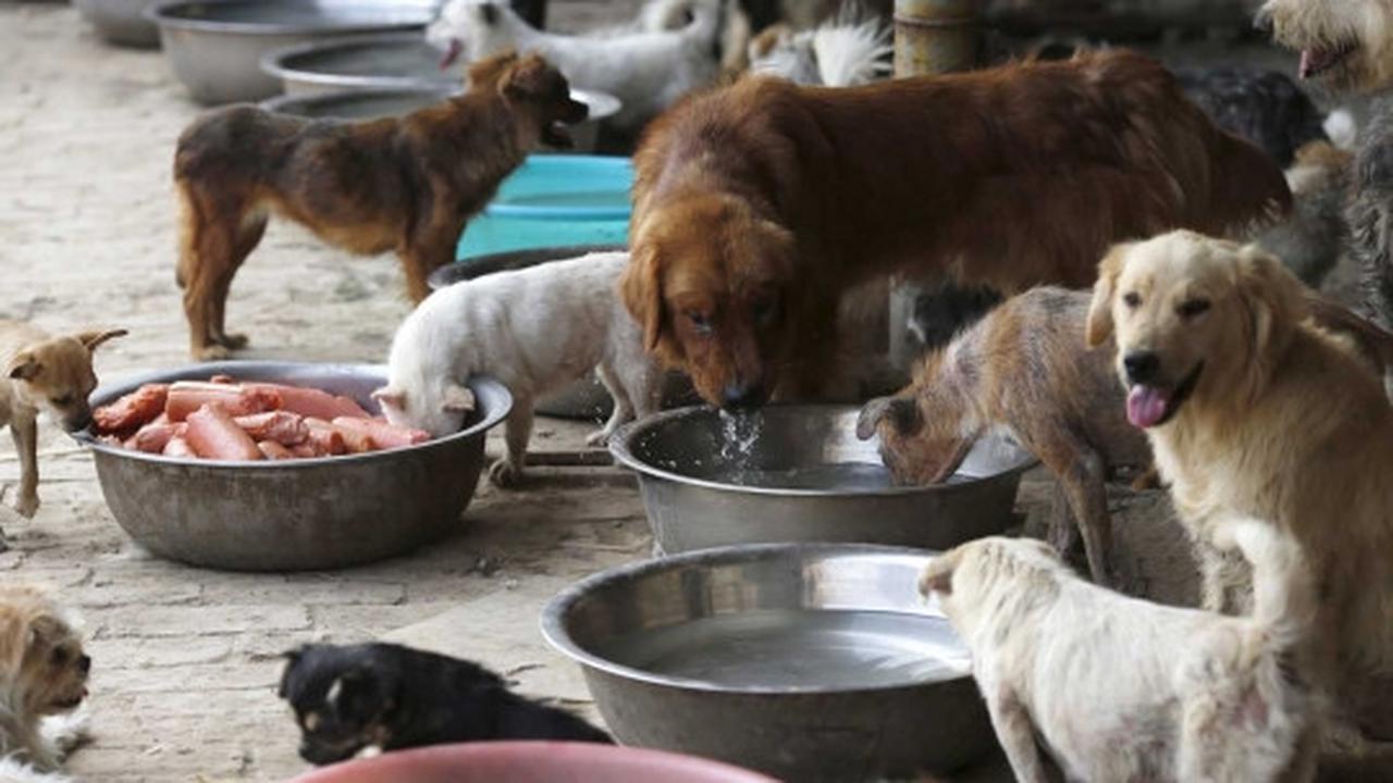 Wanita ini rela habiskan jutaan uang demi selamatkan ribuan anjing