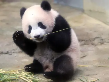 Bayi panda Xiang Xiang memakan bambu di kandangnya di Kebun Binatang Ueno di Tokyo, Jepang (18/12). Xiang Xiang yang lahir 6 bulan yang lalu di Jepang mulai diperlihatkan pada tanggal 18 Desember 2017. (AFP Photo/Yoshikazu Tsuno)