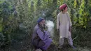 Seorang pria merokok saat bekerja dengan putranya di ladang ganja pinggiran Kandahar, Afghanistan, 28 Oktober 2021. Taliban bersumpah akan menindak perdagangan obat-obatan terlarang yang sebagian besar memicu pemberontakan mereka yang berhasil. (BULENT KILIC/AFP)