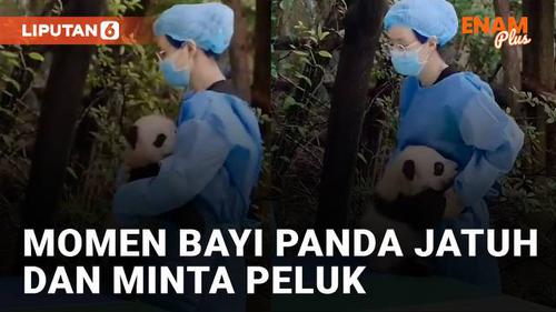 VIDEO: Bikin Gemes, Momen Bayi Panda Terjatuh dan Minta Peluk Pengasuhnya