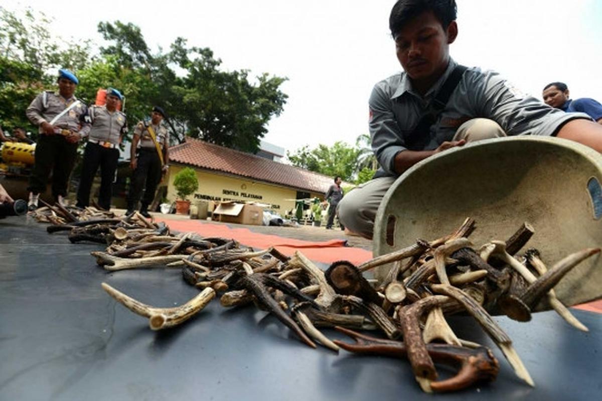 Pemusnahan barang bukti organ satwa dilindungi di Mabes Polri
