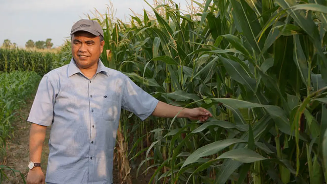 Potensi Lahan Jagung di Sulsel Luar Biasa