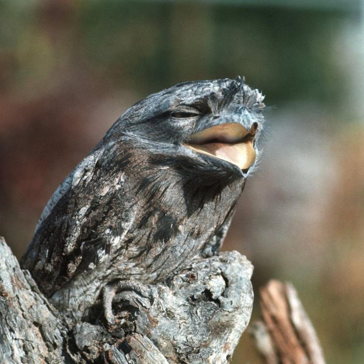 Burung