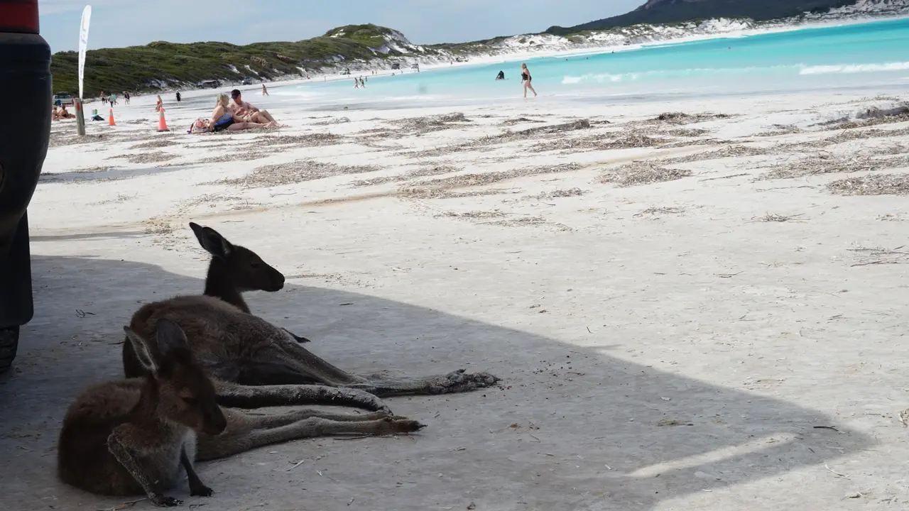 Dua ekor kanguru duduk bersantai di atas pasir putih pantai Lucky Bay, negara bagian Australia Barat (Liputan6.com/Happy Ferdian)