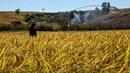 Petani Madagaskar mencoba mengusir belalang dengan alat sederhana (AFP Photo/Rijasolo).