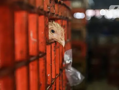 Seekor ayam terlihat di tempat pemotongan saat pandemi COVID-19 di kawasan Kebayoran Lama, Jakarta, Jumat (29/1/2021). Saat ini harga ayam ras di tingkat konsumen berkisar Rp 27.000 per kilogram. (Liputan6.com/Johan Tallo)