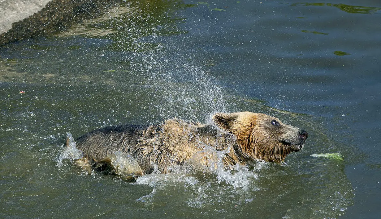 Beruang coklat Andri mendinginkan diri di kolam air di Bear Sanctuary Pristina, dekat ibu kota Pristina, Kosovo, Kamis (8/7/2021). Warga di Eropa timur yang tidak terbiasa dengan suhu tinggi sedang berjuang untuk mengatasi gelombang panas yang melanda seluruh wilayah. (AP Photo/Visar Kryeziu)