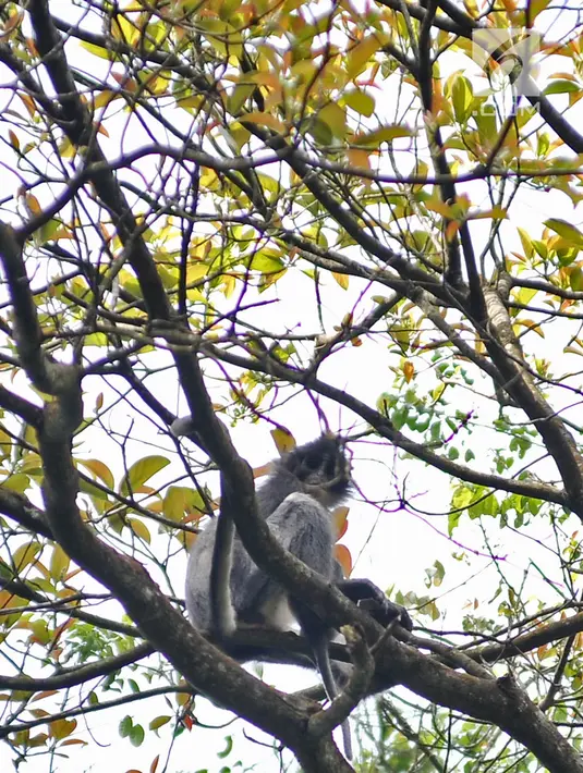 Monyet Surili Jawa (Presbytis Comata) bertengger di pepohonan Taman Nasional Gunung Halimun Salak (TNGHS), Jawa Barat, Sabtu (5/1). Surili dewasa memiliki warna punggung (dorsal) berwarna hitam atau cokelat tua keabuan. (Merdeka.com/Iqbal Nugroho)