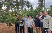 Fakta Anggaran Rp7 Triliun: PTPN I Perkuat Hilirisasi Kelapa dan Kopi Demi Ekonomi Nasional