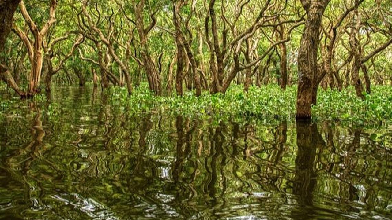 5. Hutan Mangrove Kulon Progo