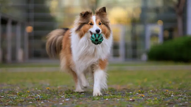 Shetland Sheepdog